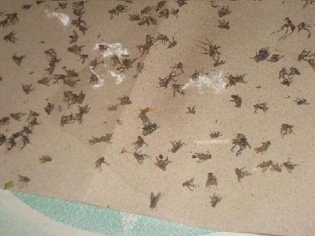 Bị ruồi "tấn công", người dân Chợ Gạo (Tiền Giang) khốn đốn